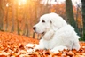 Podhalaňský ovčák Dogs Informace - velikost, povaha, délka života & cena | iFauna