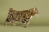 Manx Cats Raza - Características, Fotos & Precio | MundoAnimalia