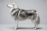 Siberische Husky Dogs Ras: Karakter, Levensduur & Prijs | Puppyplaats