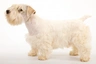 Sealyham Terrier Dogs Breed - Information, Temperament, Size & Price | Pets4Homes