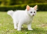 Khao Manee Cats Breed | Facts, Information and Advice | Pets4Homes