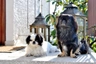 Pekingský palácový psík Dogs Plemeno / Druh: Povaha, Délka života & Cena | iFauna