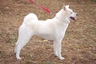 Japanese Akita Inu Dogs Breed | Facts, Information and Advice | Pets4Homes