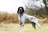Auvergneský ohař krátkosrstý Dogs Breed | Facts, Information and Advice | Pets4Homes