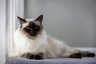 Balinéská kočka Cats Informace - velikost, povaha, délka života & cena | iFauna