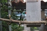 Alexandr šedý Birds Informace - velikost, povaha, délka života & cena | iFauna