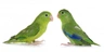Papoušíček šedokřídlý Birds Informace - velikost, povaha, délka života & cena | iFauna