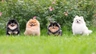 Volpino Pomerania Dogs Razza | Carattere, Prezzo, Cuccioli, Cure e Consigli | AnnunciAnimali