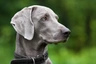 Výmarský ohař Dogs Informace - velikost, povaha, délka života & cena | iFauna