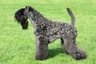 Kerry Blue Terrier Dogs Raza - Características, Fotos & Precio | MundoAnimalia