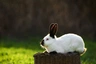 Californian Rabbits Breed - Information, Temperament, Size & Price | Pets4Homes