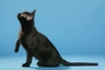 Bombay Cats Breed - Information, Temperament, Size & Price | Pets4Homes