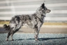 Mudi Dogs Raza - Características, Fotos & Precio | MundoAnimalia