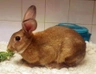 Golden Glavcot Rabbits Breed - Information, Temperament, Size & Price | Pets4Homes