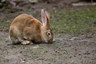 Flemish Rabbits Breed - Information, Temperament, Size & Price | Pets4Homes