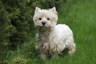 West highland white teriér Dogs Informace - velikost, povaha, délka života & cena | iFauna