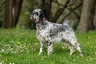 Engelse Setter Dogs Ras: Karakter, Levensduur & Prijs | Puppyplaats