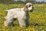 Americký kokršpaněl Dogs Informace - velikost, povaha, délka života & cena | iFauna