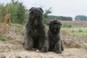 Flanderský bouvier Dogs Informace - velikost, povaha, délka života & cena | iFauna