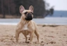 Franse Bulldog Ras | Feiten & Karekter | Puppyplaats