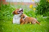 Staffordshire Bull Terrier Dogs Razza - Prezzo, Temperamento & Foto | AnnunciAnimali