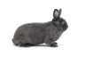 Vienna Rabbits Breed - Information, Temperament, Size & Price | Pets4Homes