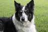 Welsh Collie Dogs Raza - Características, Fotos & Precio | MundoAnimalia