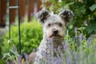 Hungarian Pumi Dogs Breed - Information, Temperament, Size & Price | Pets4Homes