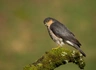 Krahujec obecný Birds Informace - velikost, povaha, délka života & cena | iFauna