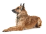 Belgický ovčák Laekenois Dogs Plemeno / Druh: Povaha, Délka života & Cena | iFauna
