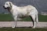 Maremma Sheepdog Dogs Breed | Facts, Information and Advice | Pets4Homes