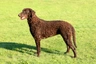 Curly Coated Retriever Dogs Breed | Facts, Information and Advice | Pets4Homes