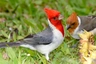 Kardinál šedý Birds Informace - velikost, povaha, délka života & cena | iFauna