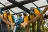 Ara kaninda Birds Informace - velikost, povaha, délka života & cena | iFauna