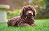 Pudl trpasličí Dogs Informace - velikost, povaha, délka života & cena | iFauna