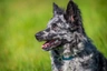 Mudi Dogs Ras: Karakter, Levensduur & Prijs | Puppyplaats