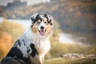 Australian Shepherd Dogs Razza | Carattere, Prezzo, Cuccioli, Cure e Consigli | AnnunciAnimali