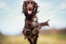 Field španěl Dogs Informace - velikost, povaha, délka života & cena | iFauna