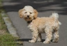 Cavapoo Dogs Breed - Information, Temperament, Size & Price | Pets4Homes