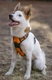 Norbotenský špic Dogs Informace - velikost, povaha, délka života & cena | iFauna