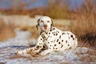 Dalmatiër Dogs Ras: Karakter, Levensduur & Prijs | Puppyplaats