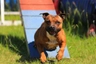 Stafordšírský bulteriér Dogs Informace - velikost, povaha, délka života & cena | iFauna