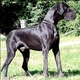 Great Dane Dogs Breed - Information, Temperament, Size & Price | Pets4Homes