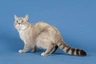 Selkirk Rex Cats Breed | Facts, Information and Advice | Pets4Homes