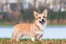 Velškorgi - pembroke Dogs Informace - velikost, povaha, délka života & cena | iFauna