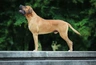 Tosa inu Dogs Informace - velikost, povaha, délka života & cena | iFauna