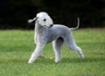 Bedlington Terrier Dogs Razza - Prezzo, Temperamento & Foto | AnnunciAnimali