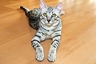 Egyptská Mau Cats Informace - velikost, povaha, délka života & cena | iFauna