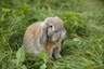 German Lop Rabbits Breed - Information, Temperament, Size & Price | Pets4Homes
