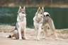 Západosibiřská lajka Dogs Informace - velikost, povaha, délka života & cena | iFauna